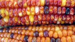 Food corn