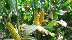 Food corn Plants nature