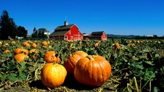 Food fruits pumpkins