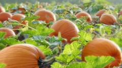 Food fruits pumpkins