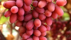 Food grapes