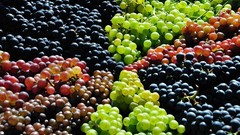 Food grapes fruits