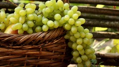 Food grapes fruits