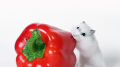 Food hamsters peppers
