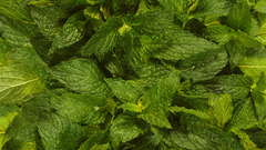 Food Herbs Peppermint Food