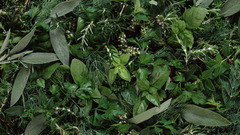 Food leaves Plants sage