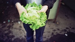 Food Plants vegetables cabbages