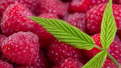 Food raspberries