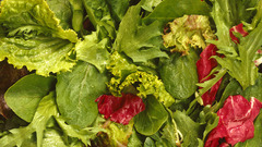Food salad lettuce spinach