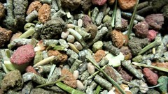 Food seeds close-up guinea pigs CraJim