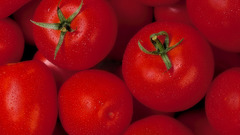 Food tomatoes Food and