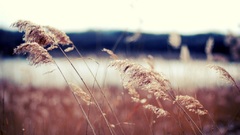 For one like that some really random