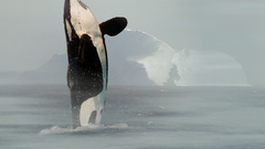 For thanks all but have sealion killerwhalehires