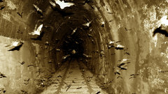 For tunnel The looking bats jasonjcane
