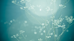 For Who? original whisper those asked