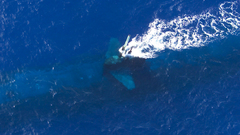 Force depth air The Periscope neither