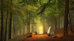 forest Australia path dirt road mist Trees Green brown rocks