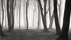 Forest autumn Albert gelatin beech renger patzsch