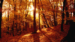 Forest autumn fall golden