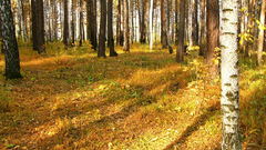 Forest autumn fall nature