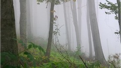 Forest back to forests