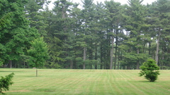 Forest fields nature