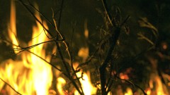 Forest fire Trees night