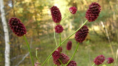 Forest Flowers flower