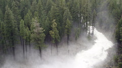 Forest fog rivers nature