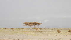 Forest high Resolution resourcesdsc