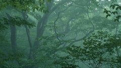 Forest mist fog nature