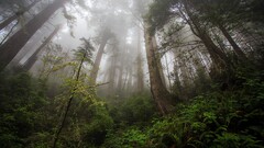 forest mist nature Trees low-angle Plants