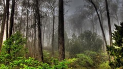 forest mist Trees nature landscape outdoors Plants