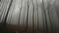 forest mist Trees outdoors