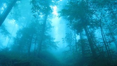 forest nature mist landscape Plants