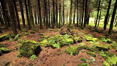 forest nature rocks Trees Plants outdoors moss