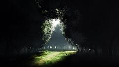 forest nature sunlight Trees landscape