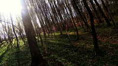 forest nature sunlight Trees Plants outdoors