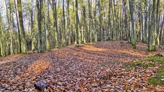 Forest panorama widescreen nature