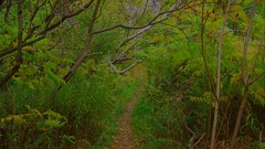 Forest path creepy nature