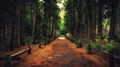 forest pathway nature Trees outdoors