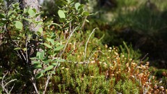 forest Plants macro daylight