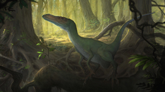 Forest raptor high nature