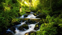forest river nature Plants Trees long exposure