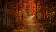 forest road nature Trees fall