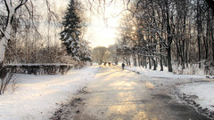 Forest road winter Landscapes