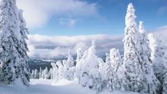 Forest snow nature cold