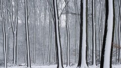forest snow winter