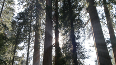 Forest sun Rays tree