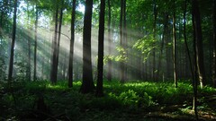 forest sunlight Trees sun rays nature Ferns